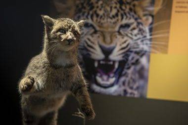 Toplanması 60 yıl sürdü: Atatürk Üniversitesi Biyoçeşitlilik Bilim Müzesi ziyaretçileri bekliyor
