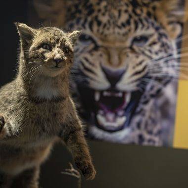 Toplanması 60 yıl sürdü: Atatürk Üniversitesi Biyoçeşitlilik Bilim Müzesi ziyaretçileri bekliyor