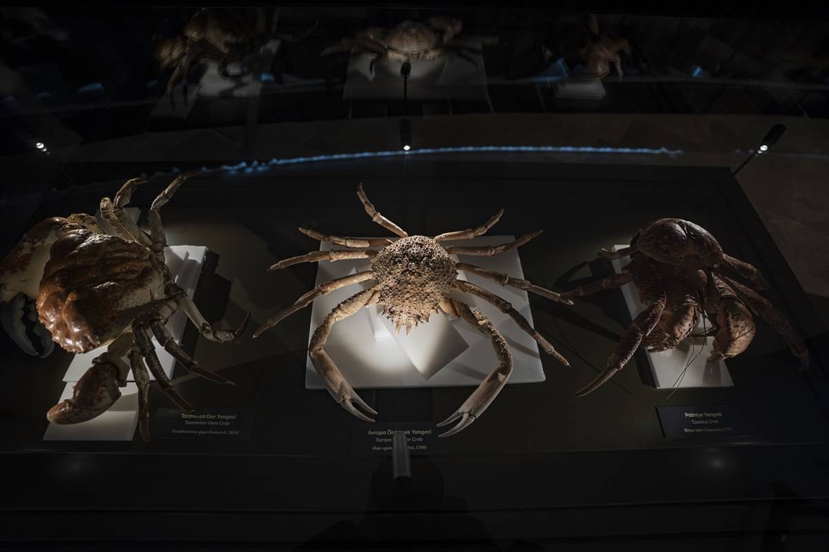 Toplanması 60 yıl sürdü: Atatürk Üniversitesi Biyoçeşitlilik Bilim Müzesi ziyaretçileri bekliyor