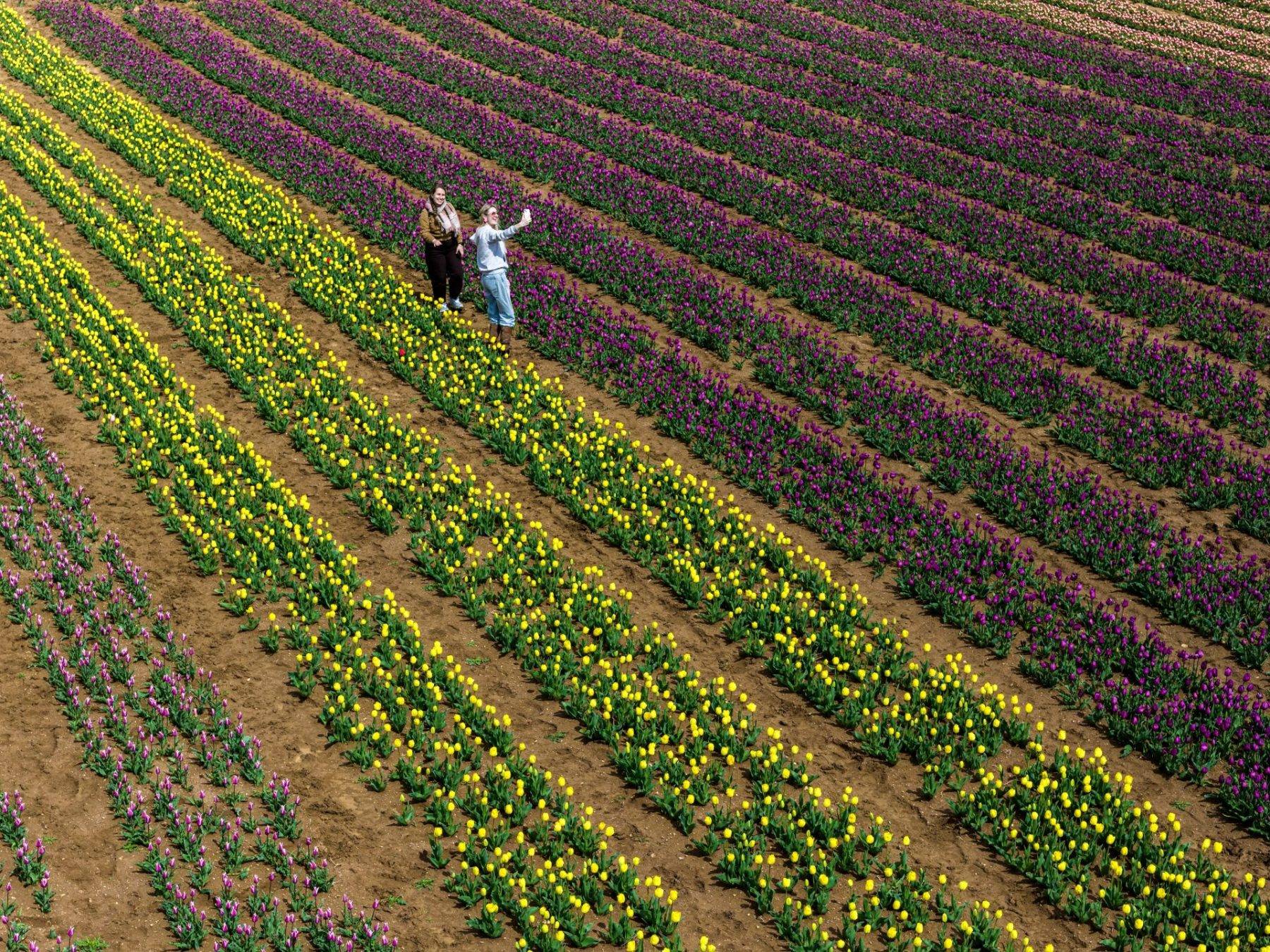 Karaman'da uçsuz bucaksız lale bahçeleri ziyaretçilere kapılarını açtı