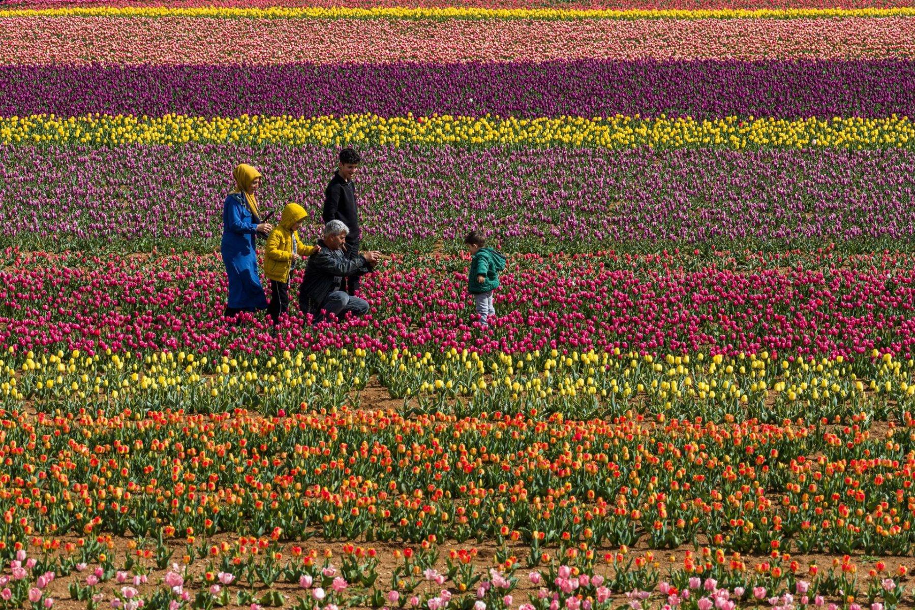 Karaman'da uçsuz bucaksız lale bahçeleri ziyaretçilere kapılarını açtı