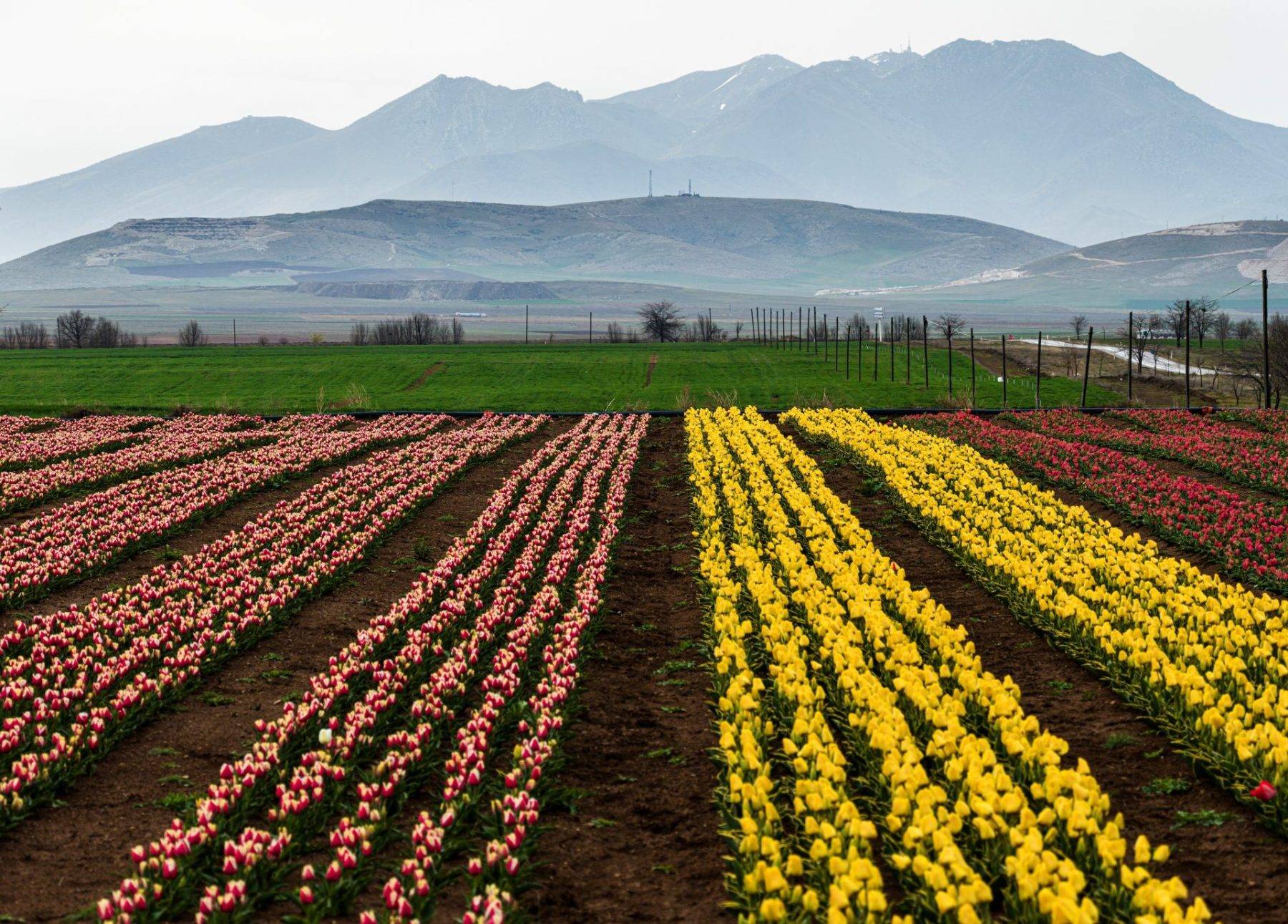 Karaman'da uçsuz bucaksız lale bahçeleri ziyaretçilere kapılarını açtı