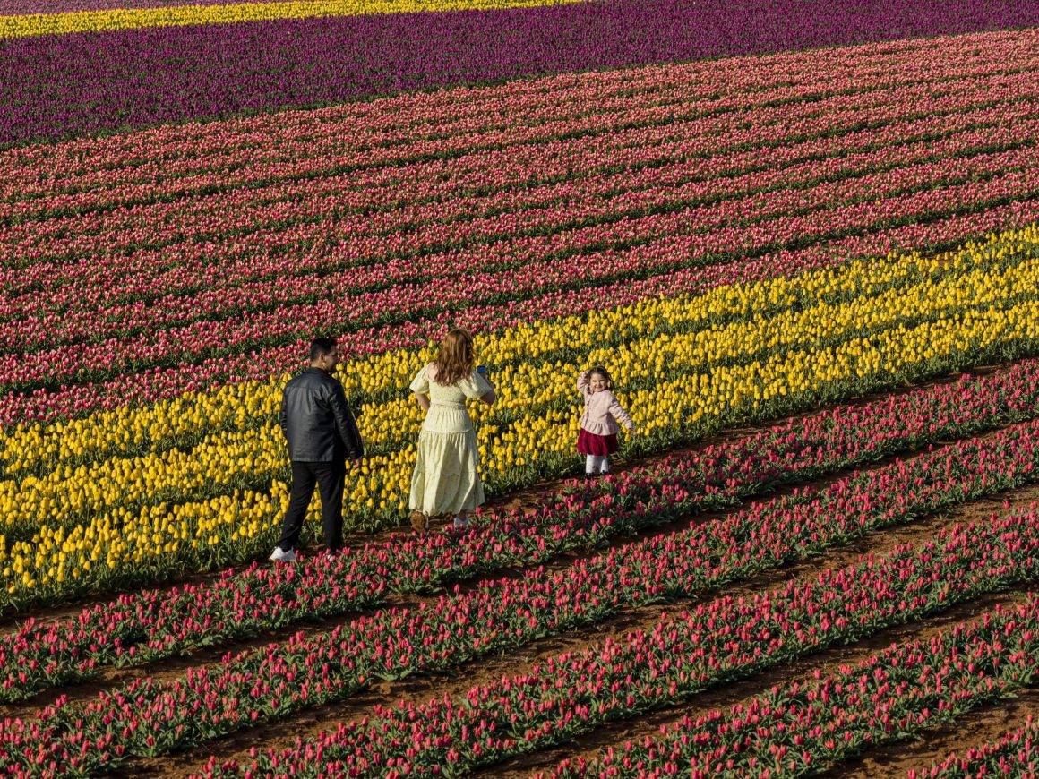 Karaman'da uçsuz bucaksız lale bahçeleri ziyaretçilere kapılarını açtı