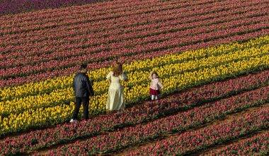 Karaman'da uçsuz bucaksız lale bahçeleri ziyaretçilere kapılarını açtı