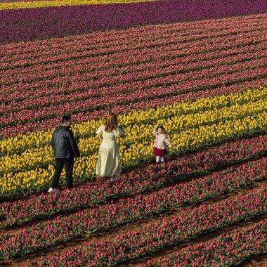 Karaman'da uçsuz bucaksız lale bahçeleri ziyaretçilere kapılarını açtı