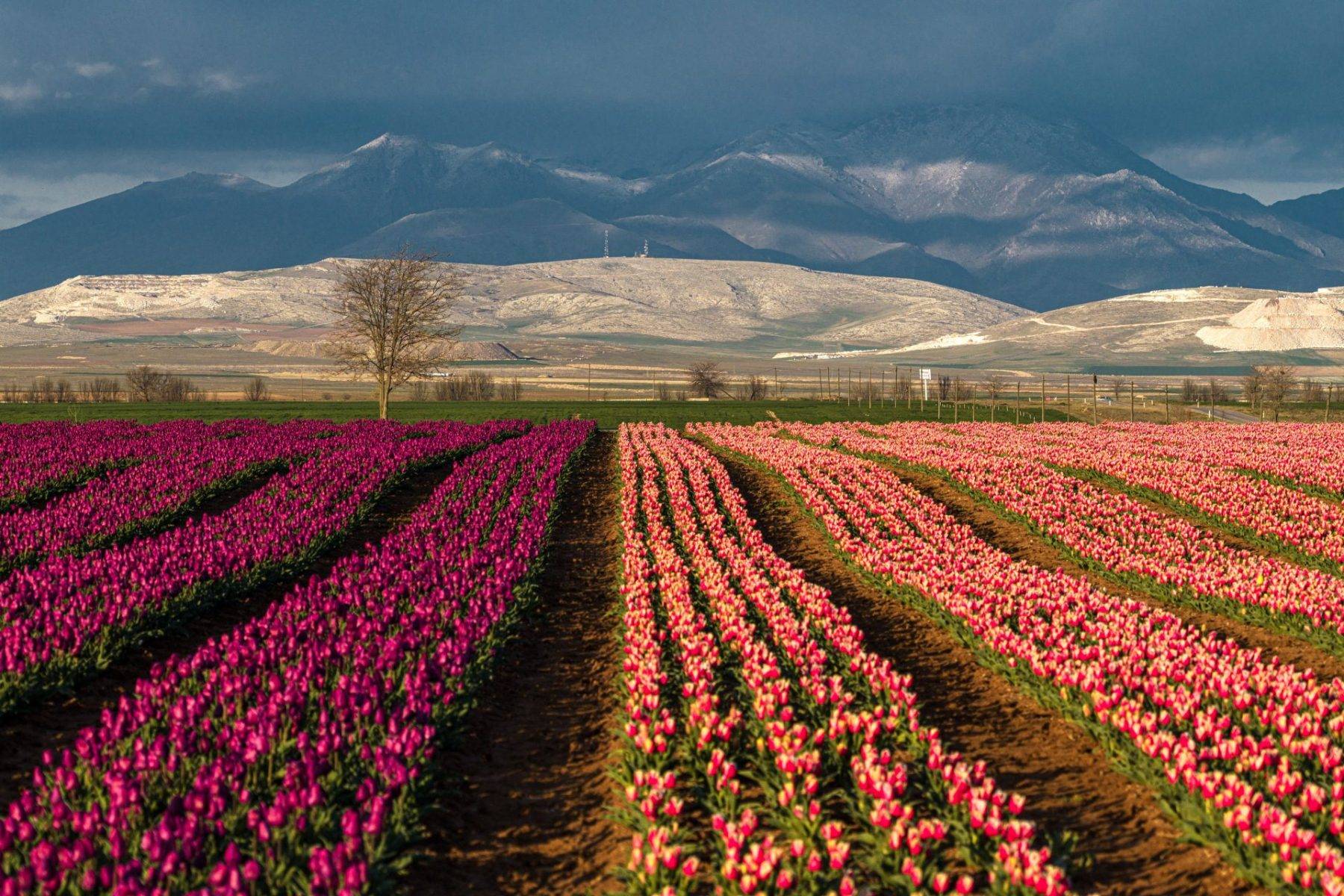 Karaman'da uçsuz bucaksız lale bahçeleri ziyaretçilere kapılarını açtı