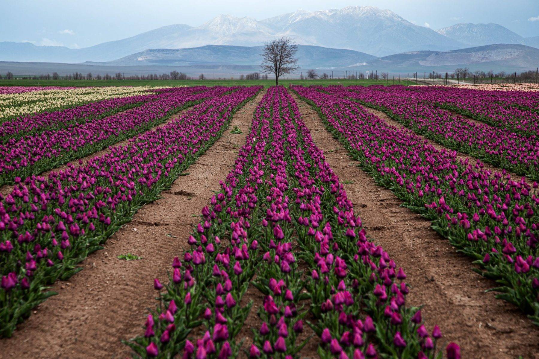 Karaman'da uçsuz bucaksız lale bahçeleri ziyaretçilere kapılarını açtı