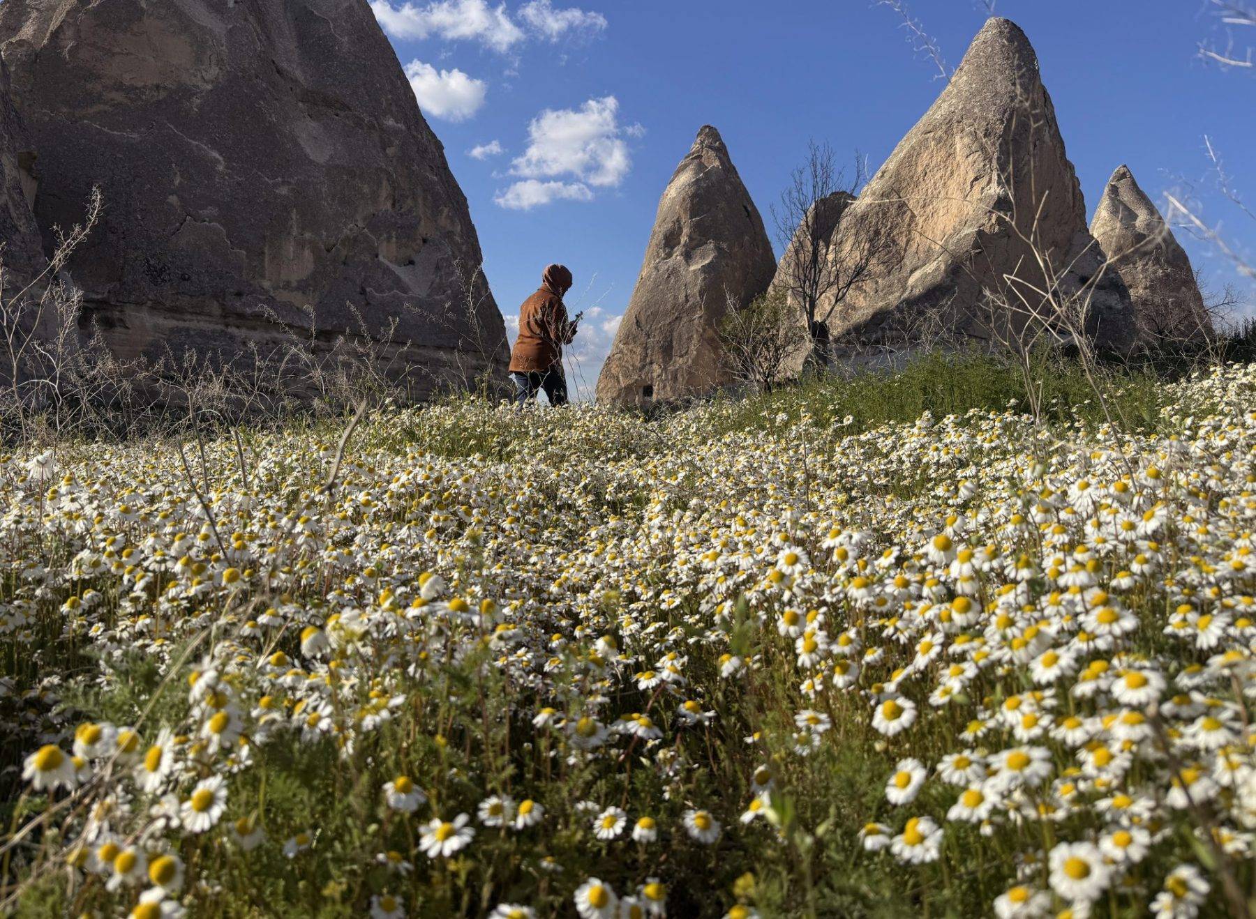 Kapadokya'daki peribacaları bahar çiçekleri ile süslendi