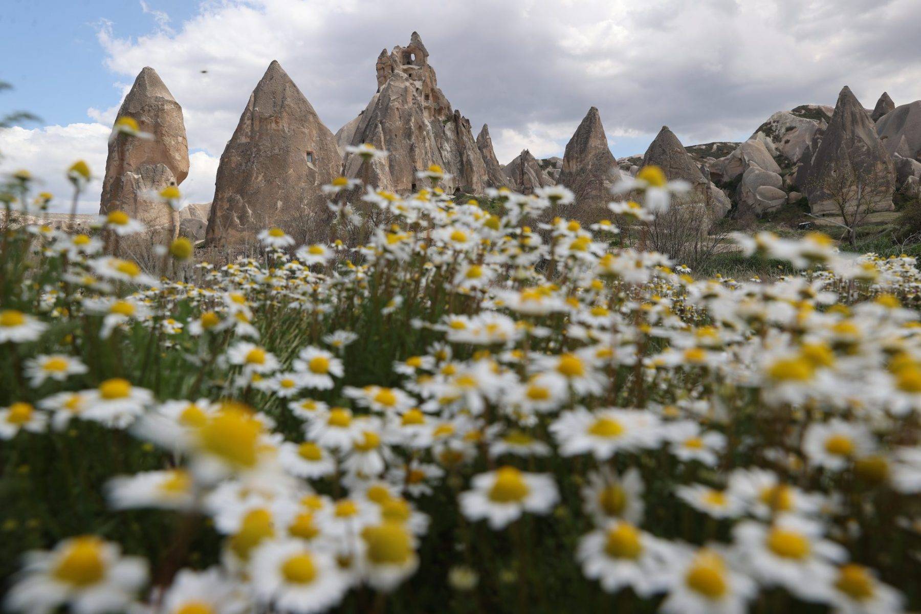 Kapadokya'daki peribacaları bahar çiçekleri ile süslendi