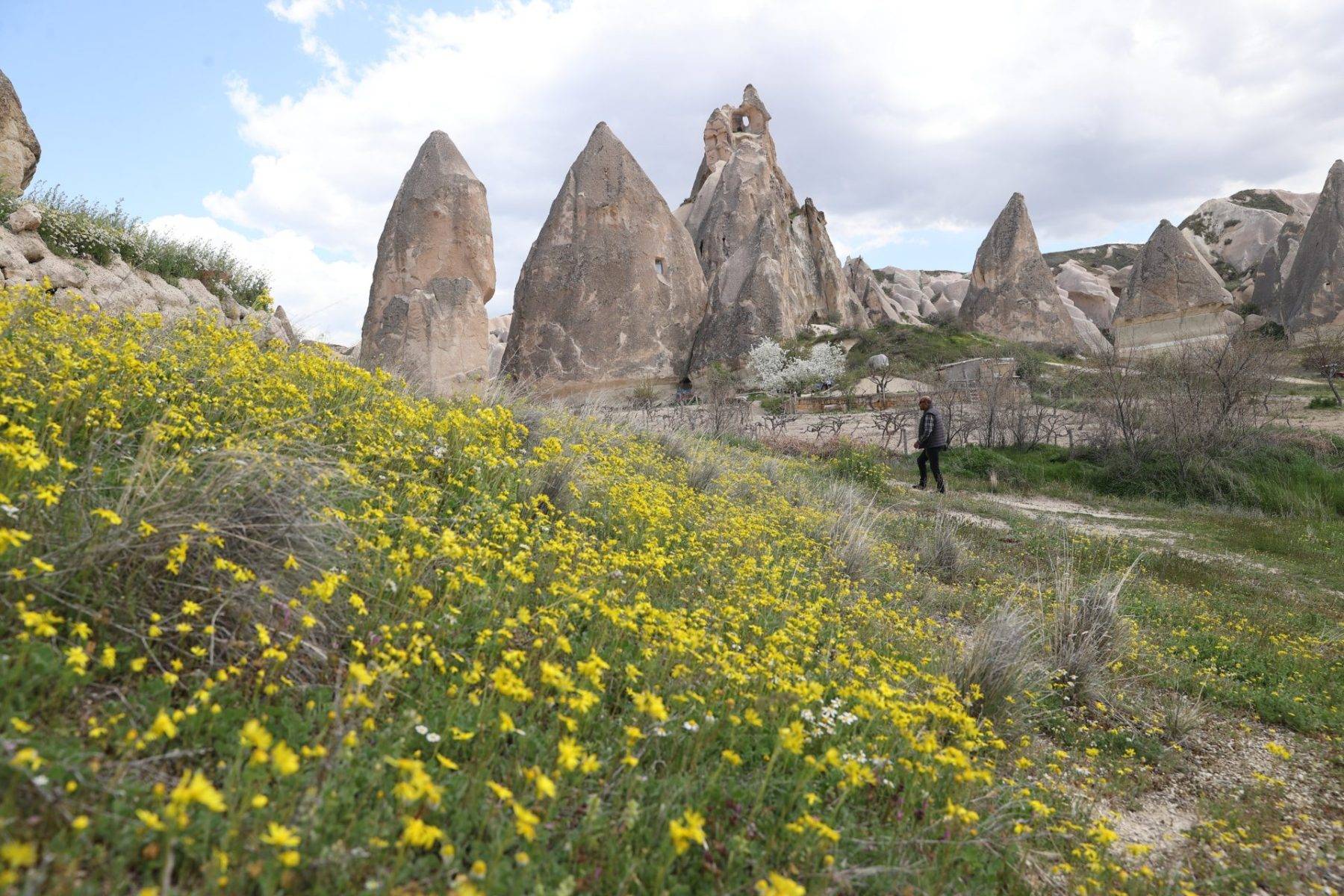 Kapadokya'daki peribacaları bahar çiçekleri ile süslendi