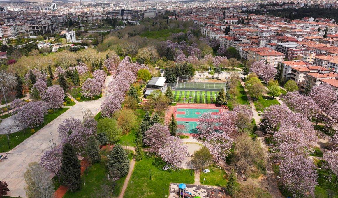 Yeşil ve morun eşsiz uyumu: Gaziantep'te parklar pavlonya ile süslendi