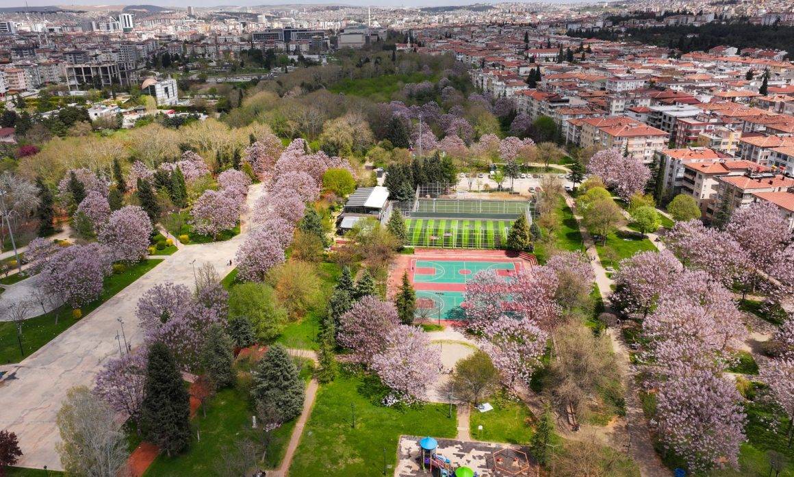 Yeşil ve morun eşsiz uyumu: Gaziantep'te parklar pavlonya ile süslendi