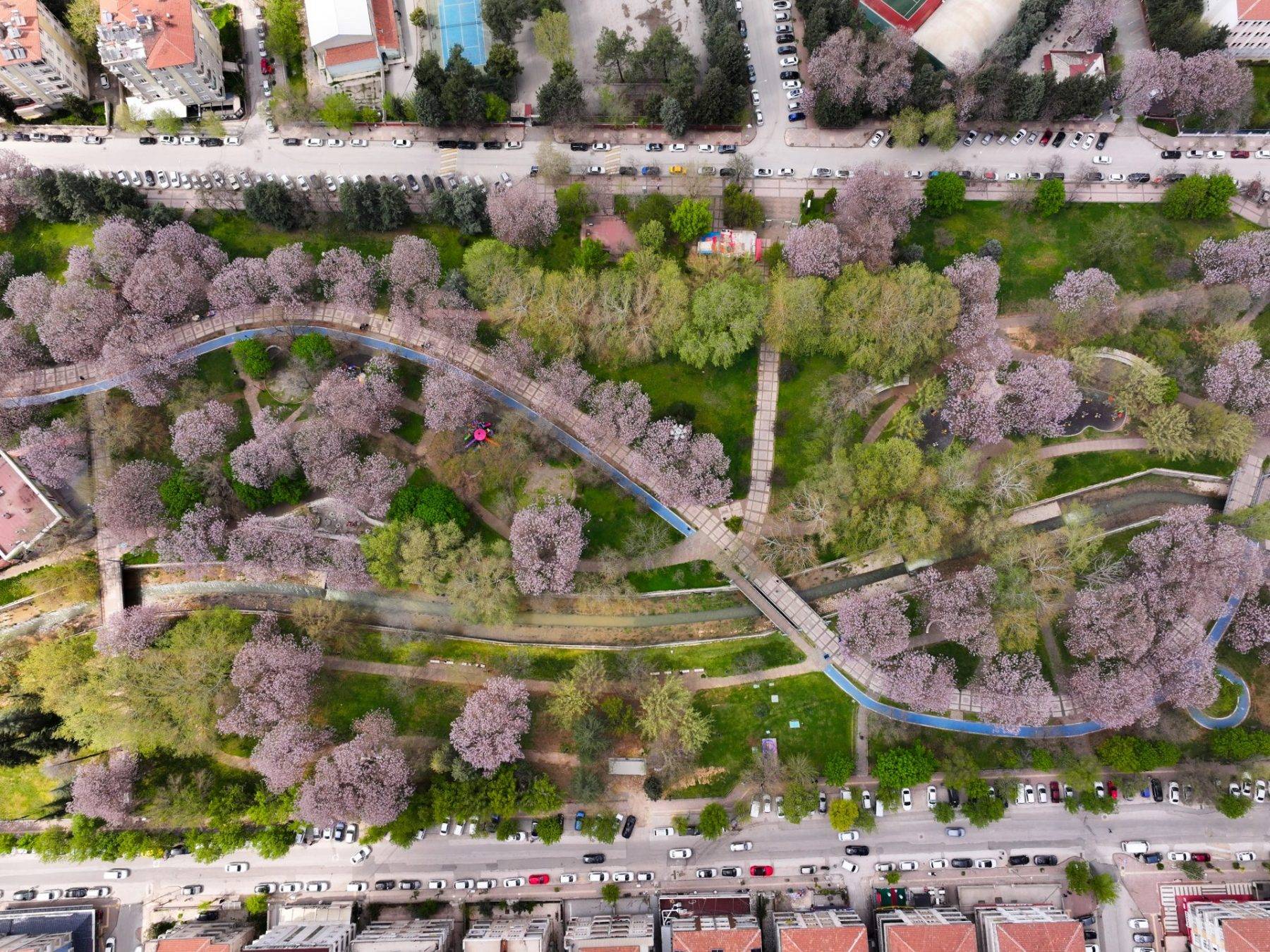 Yeşil ve morun eşsiz uyumu: Gaziantep'te parklar pavlonya ile süslendi