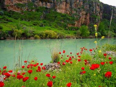 İlkbaharın renkleri 5 bin yıllık Kızılin Kanyonu ile buluştu