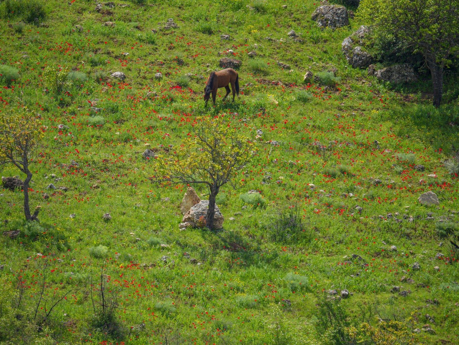 İlkbaharın renkleri 5 bin yıllık Kızılin Kanyonu ile buluştu