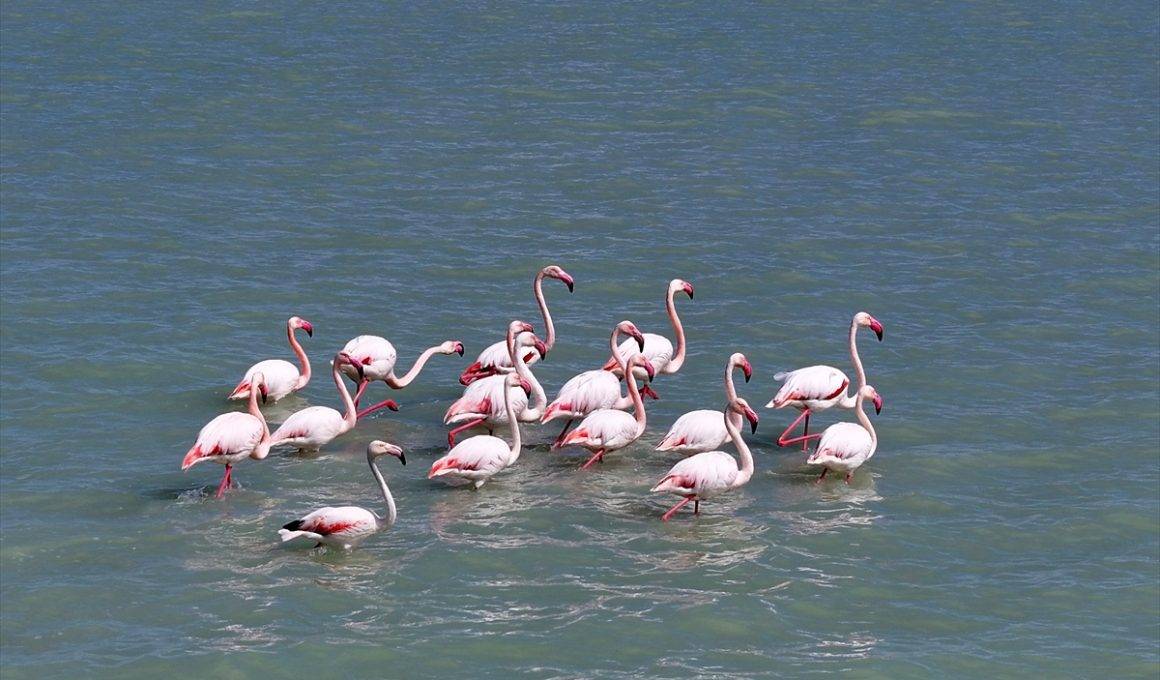 Tekrardan su tutan Seyfe Gölü Kuş Cenneti, zarif konuklarıyla şenlendi