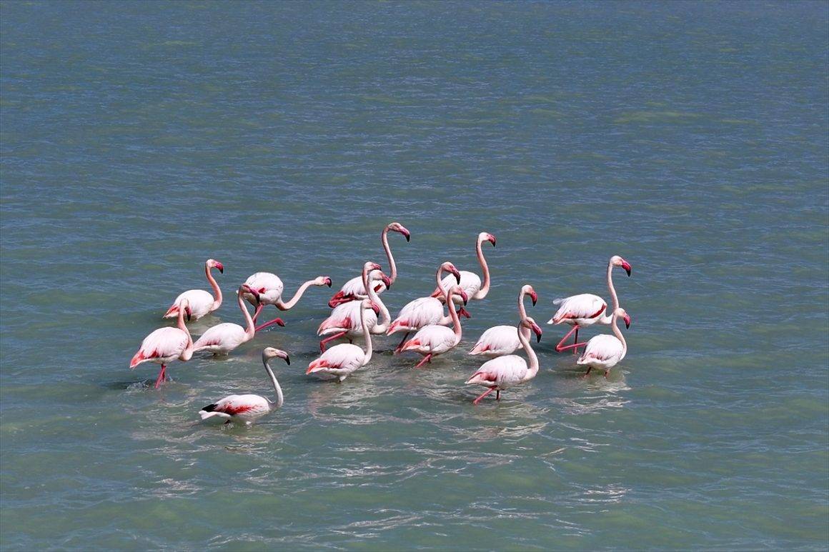 Tekrardan su tutan Seyfe Gölü Kuş Cenneti, zarif konuklarıyla şenlendi