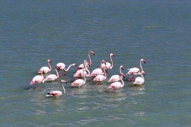 Tekrardan su tutan Seyfe Gölü Kuş Cenneti, zarif konuklarıyla şenlendi