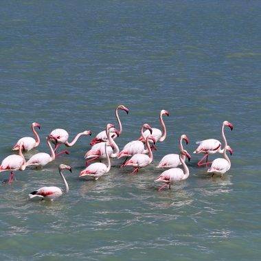 Tekrardan su tutan Seyfe Gölü Kuş Cenneti, zarif konuklarıyla şenlendi