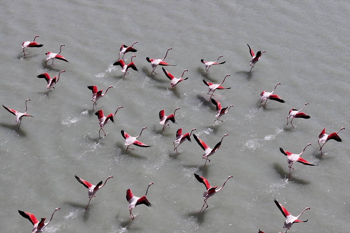 Tekrardan su tutan Seyfe Gölü Kuş Cenneti, zarif konuklarıyla şenlendi
