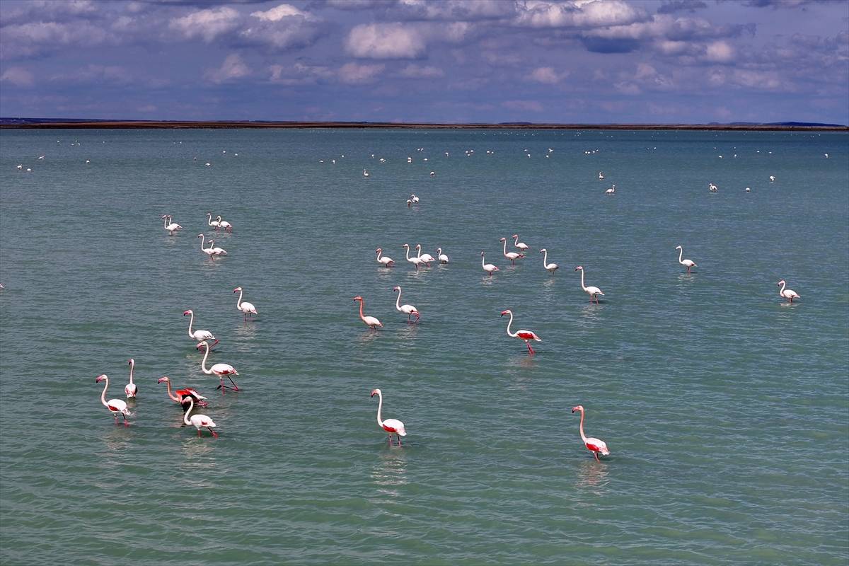 Tekrardan su tutan Seyfe Gölü Kuş Cenneti, zarif konuklarıyla şenlendi