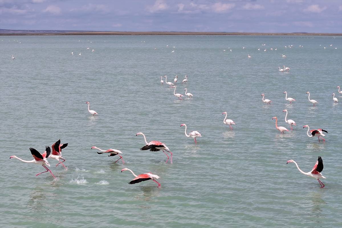 Tekrardan su tutan Seyfe Gölü Kuş Cenneti, zarif konuklarıyla şenlendi