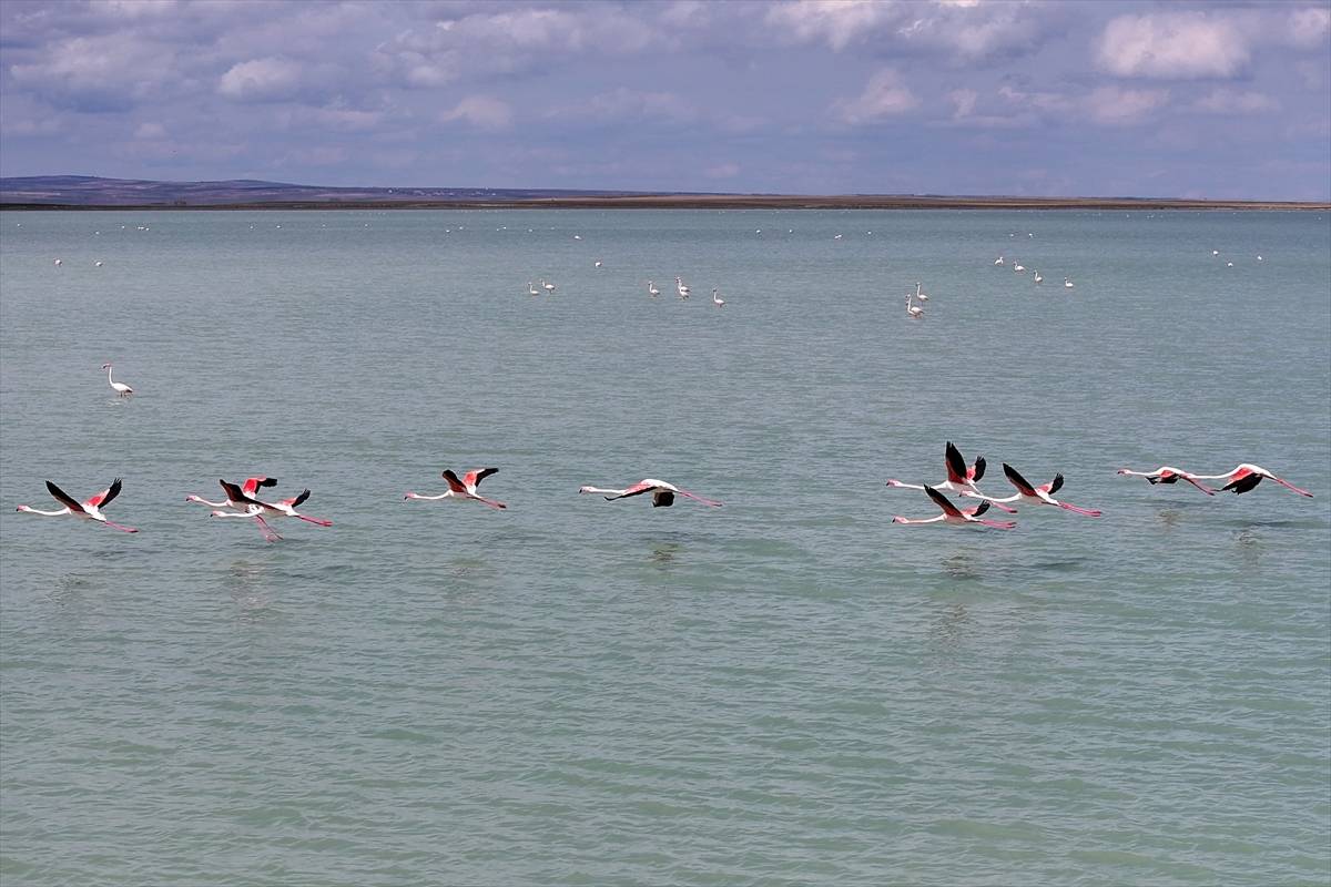 Tekrardan su tutan Seyfe Gölü Kuş Cenneti, zarif konuklarıyla şenlendi