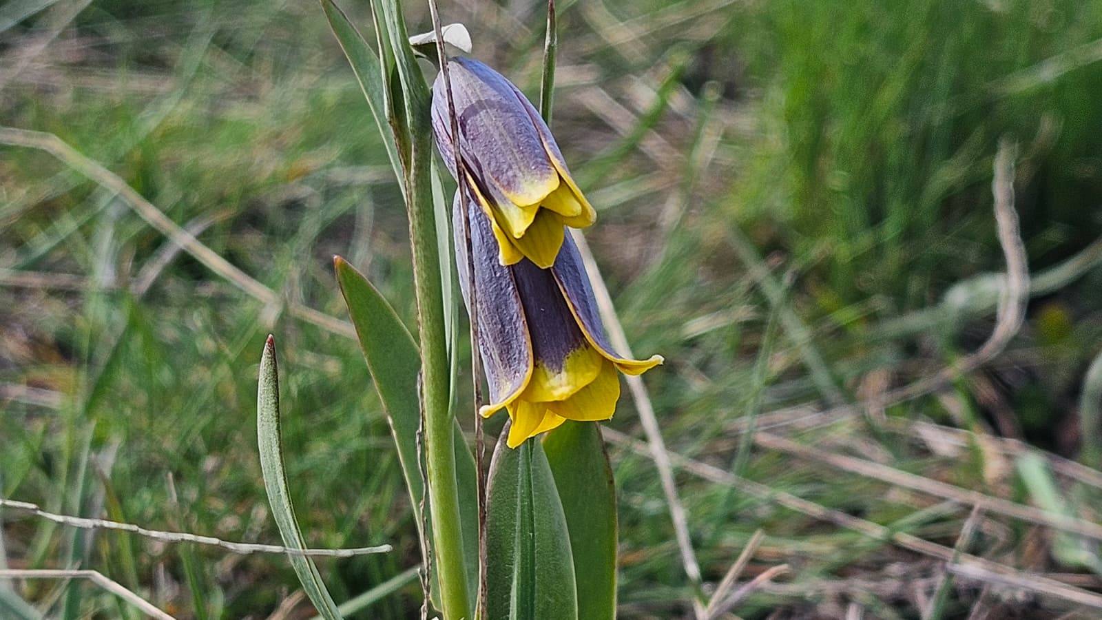 Anadolu'nun mahcup çiçeği, Çankırı'da yüzünü gösterdi