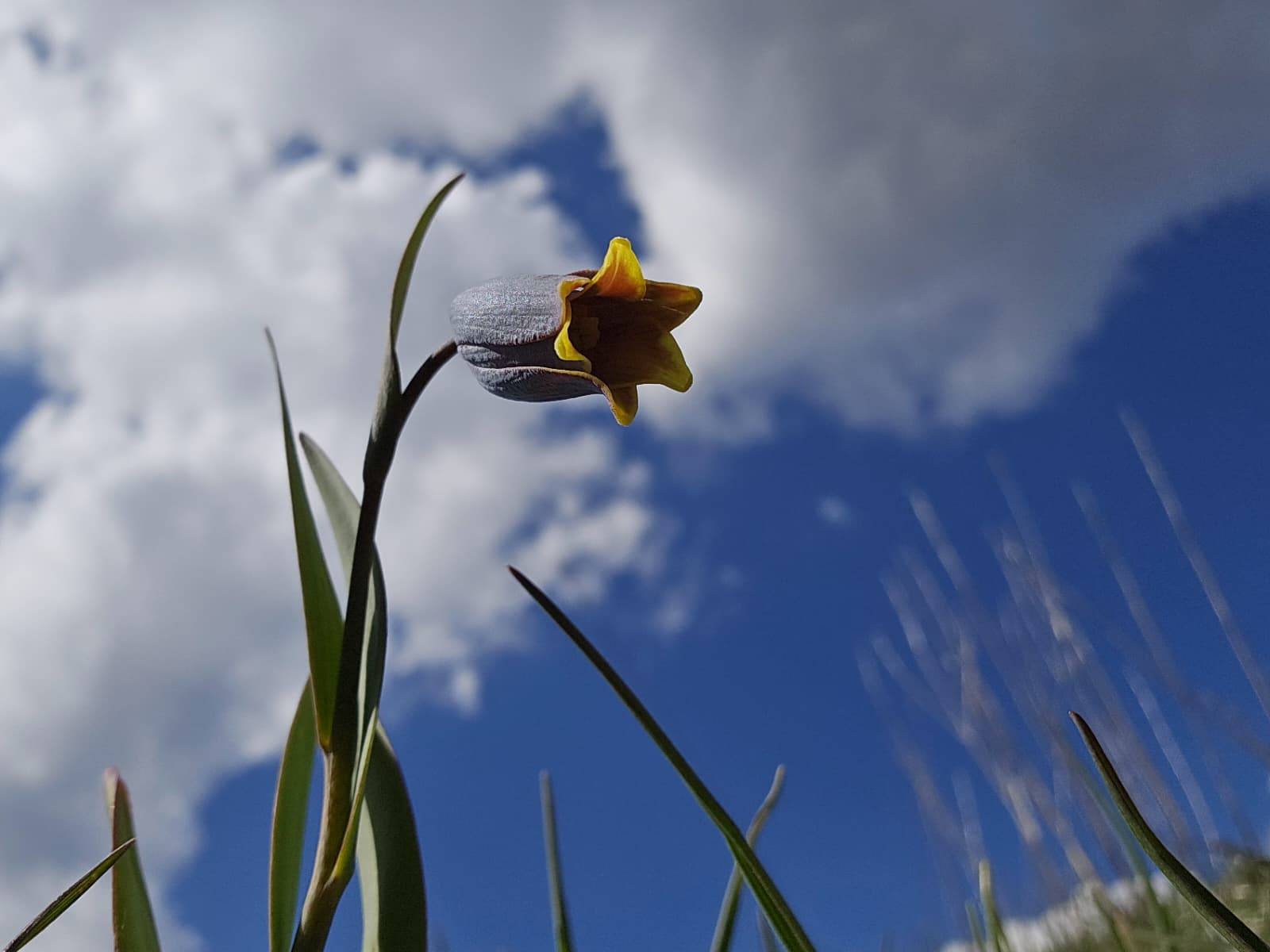 Anadolu'nun mahcup çiçeği, Çankırı'da yüzünü gösterdi