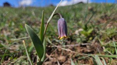 Anadolu'nun mahcup çiçeği, Çankırı'da yüzünü gösterdi