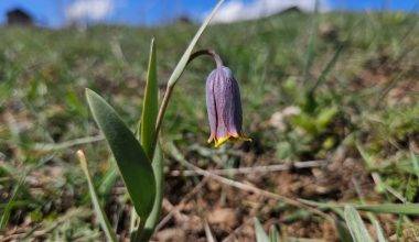 Anadolu'nun mahcup çiçeği, Çankırı'da yüzünü gösterdi