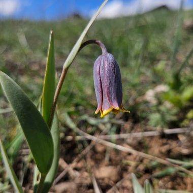 Anadolu'nun mahcup çiçeği, Çankırı'da yüzünü gösterdi
