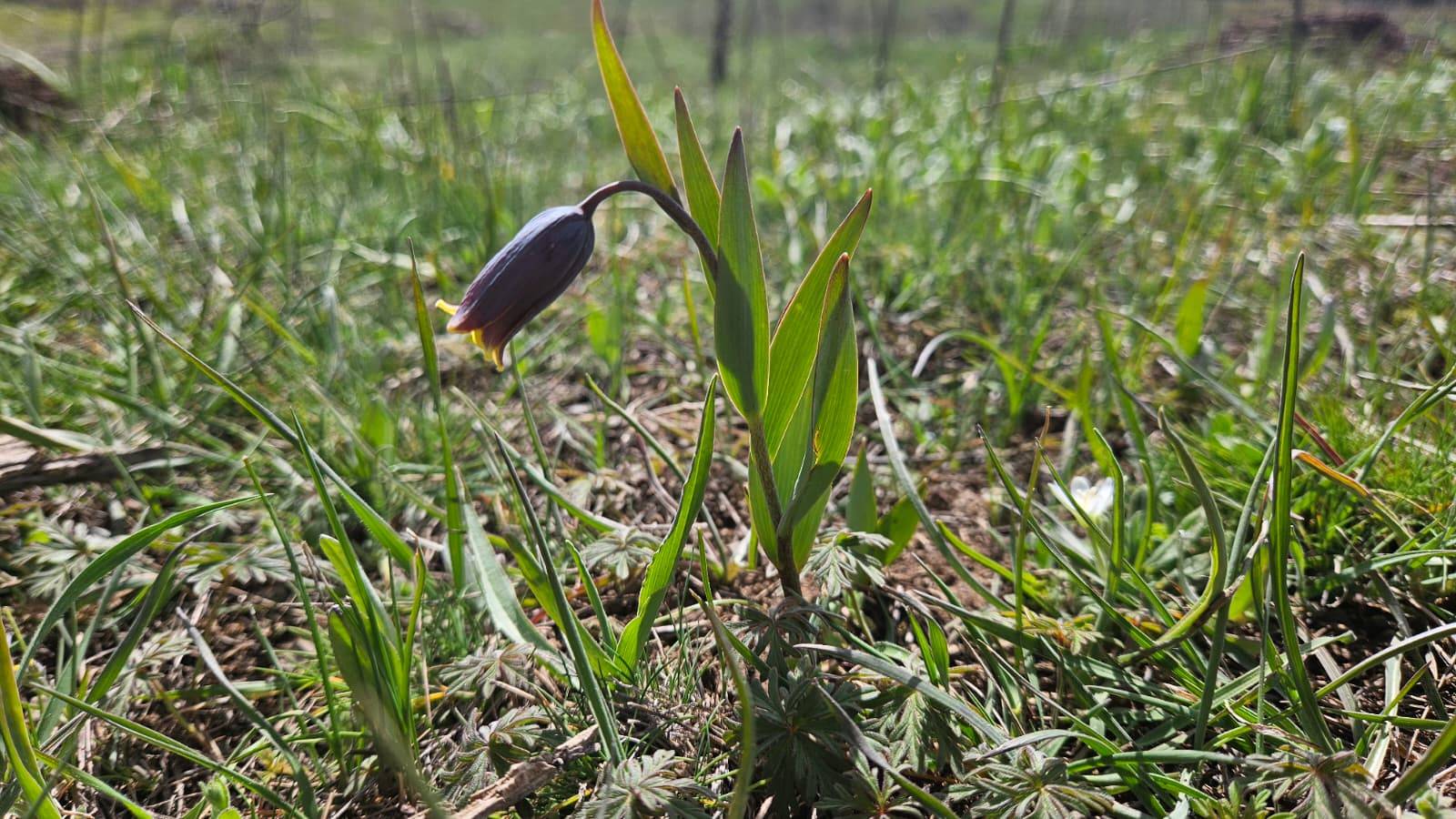 Anadolu'nun mahcup çiçeği, Çankırı'da yüzünü gösterdi