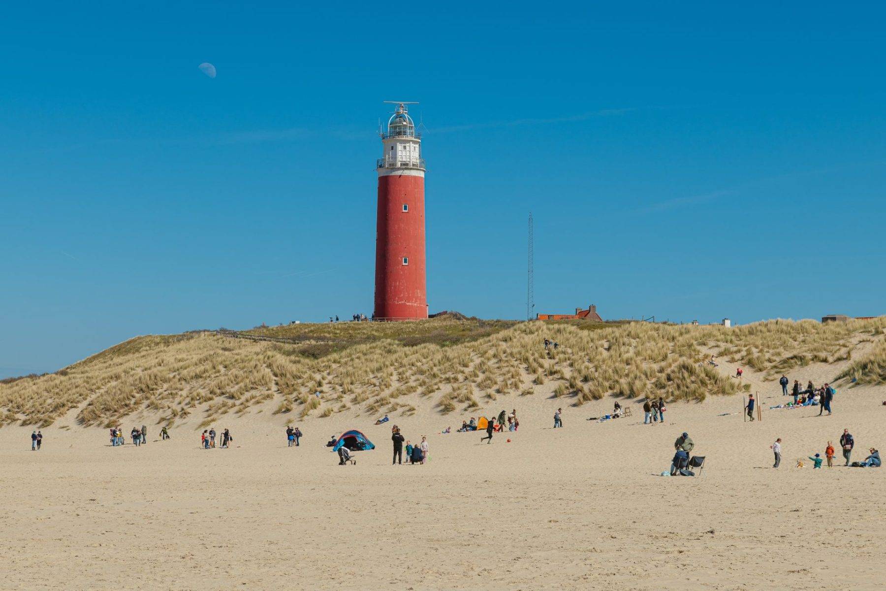 Lale tarlaları, koyunları ve sahiliyle Hollanda'nın sakin destinasyonu: Texel Adası
