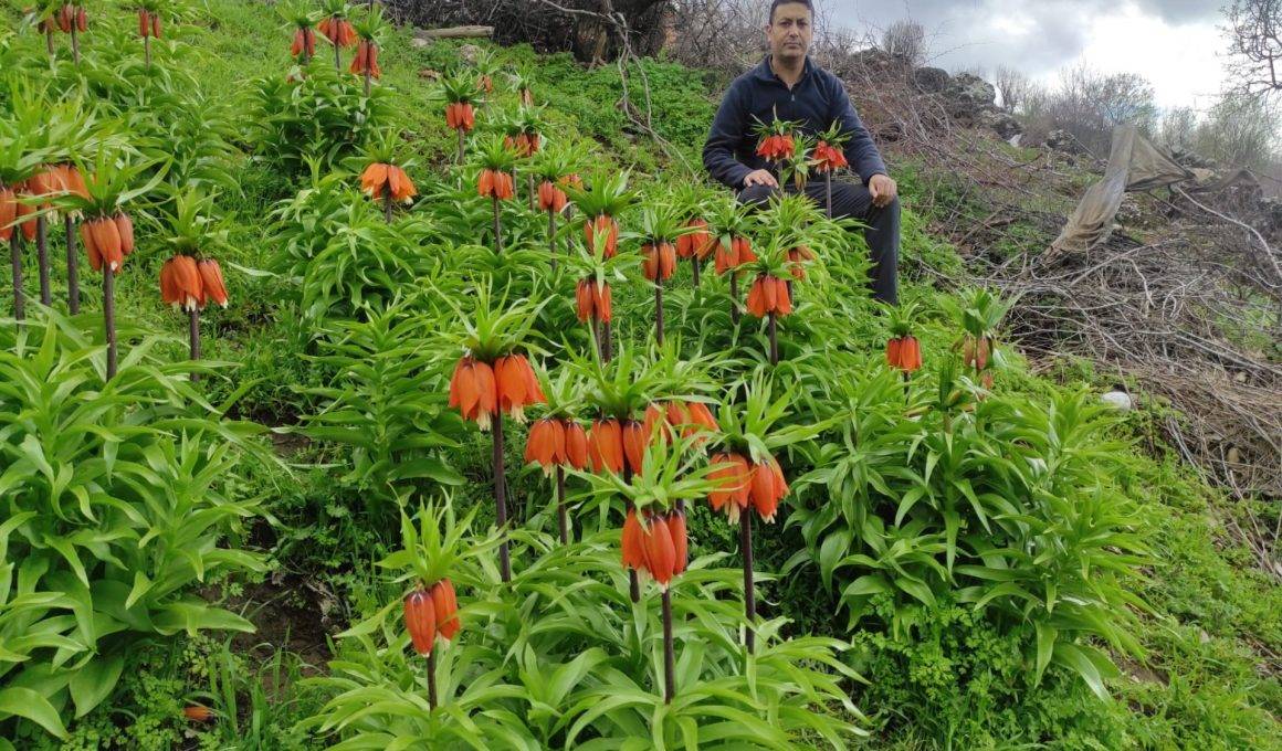 'Ağlayan Gelin' olarak da biliniyor: Batman'da ters laleler mest etti