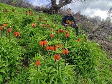 'Ağlayan Gelin' olarak da biliniyor: Batman'da ters laleler mest etti