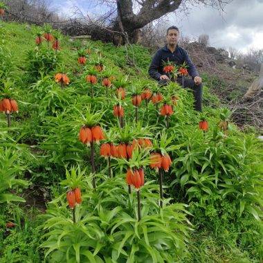 'Ağlayan Gelin' olarak da biliniyor: Batman'da ters laleler mest etti