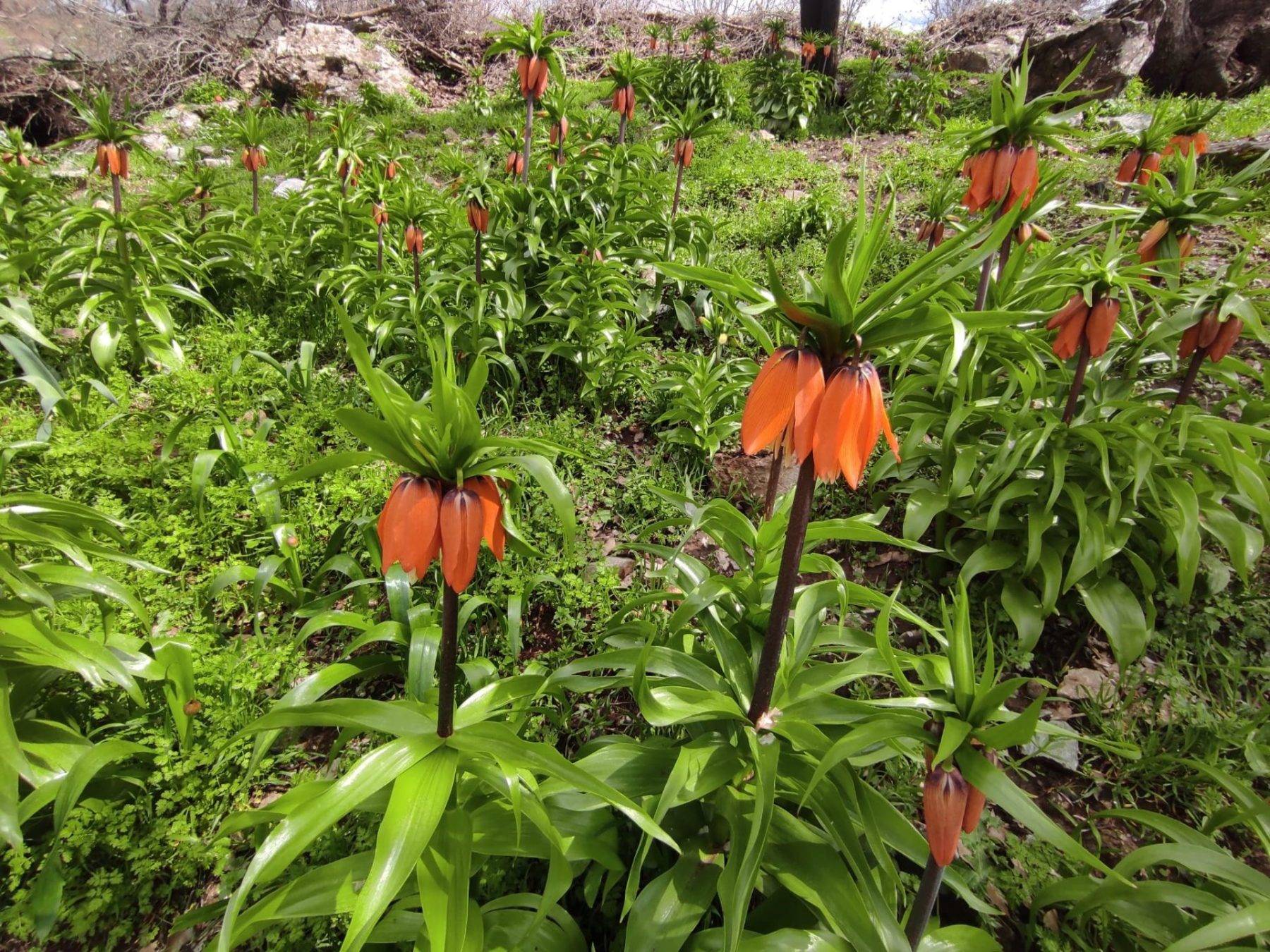 'Ağlayan Gelin' olarak da biliniyor: Batman'da ters laleler mest etti