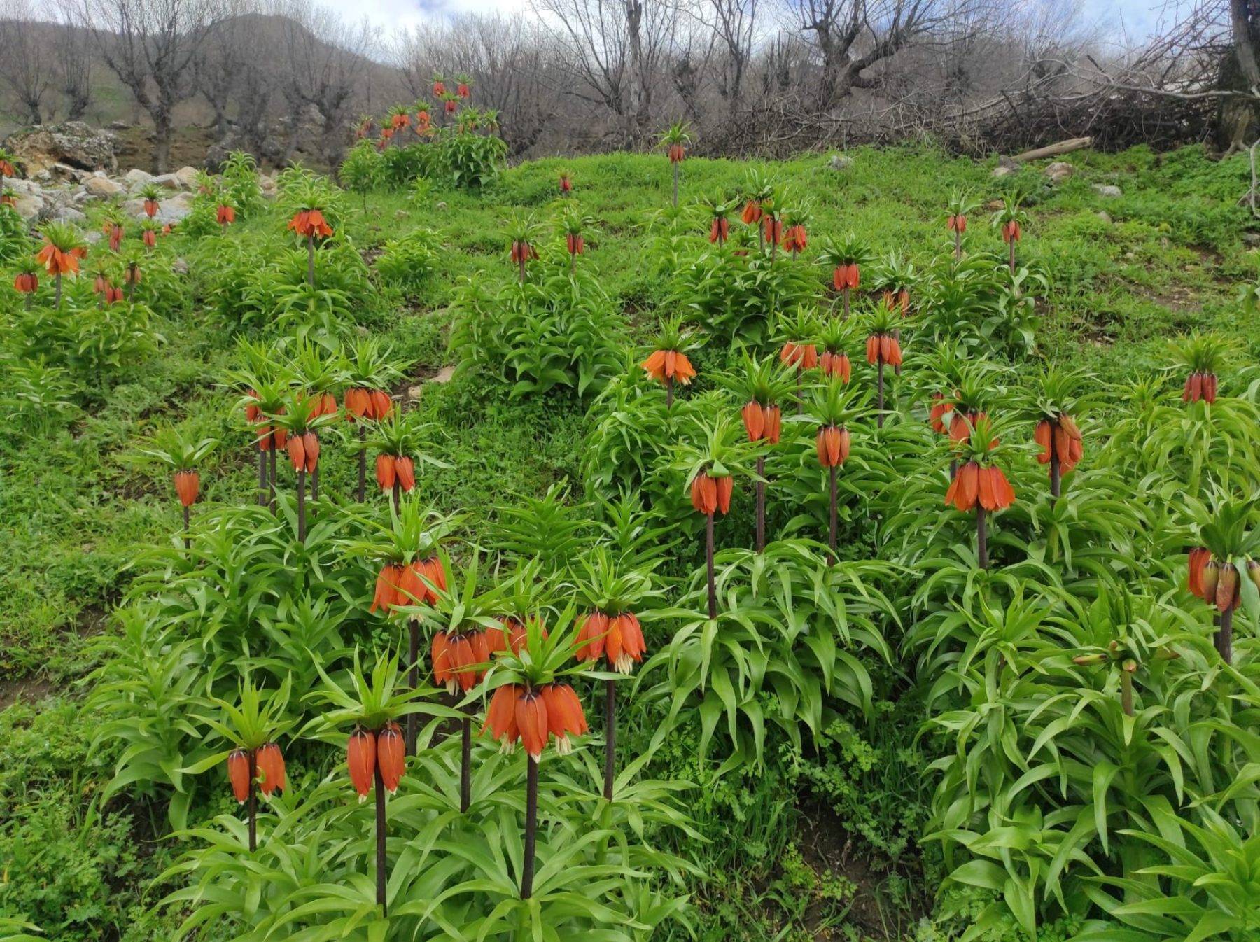 'Ağlayan Gelin' olarak da biliniyor: Batman'da ters laleler mest etti