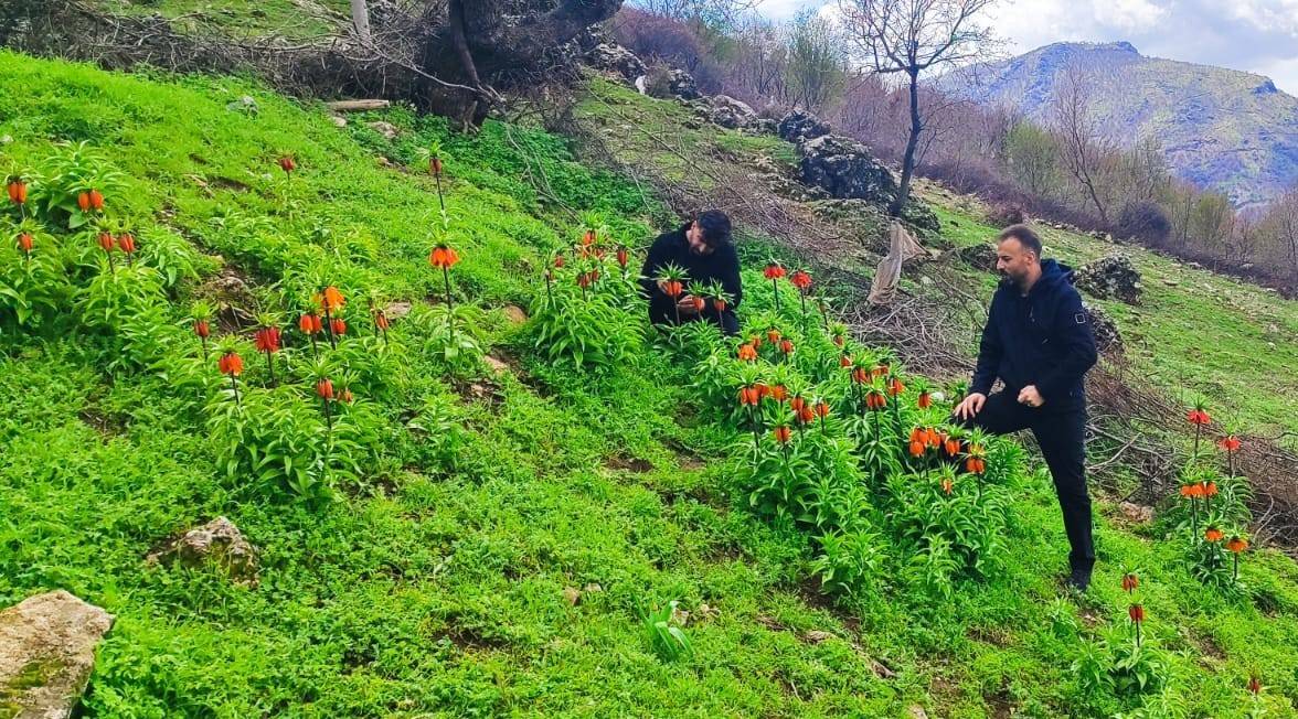 'Ağlayan Gelin' olarak da biliniyor: Batman'da ters laleler mest etti