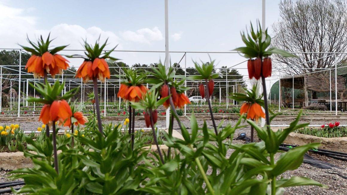 Türkiye'de tek! Erzincan'daki merkezde 38 ters lale türü tek noktada