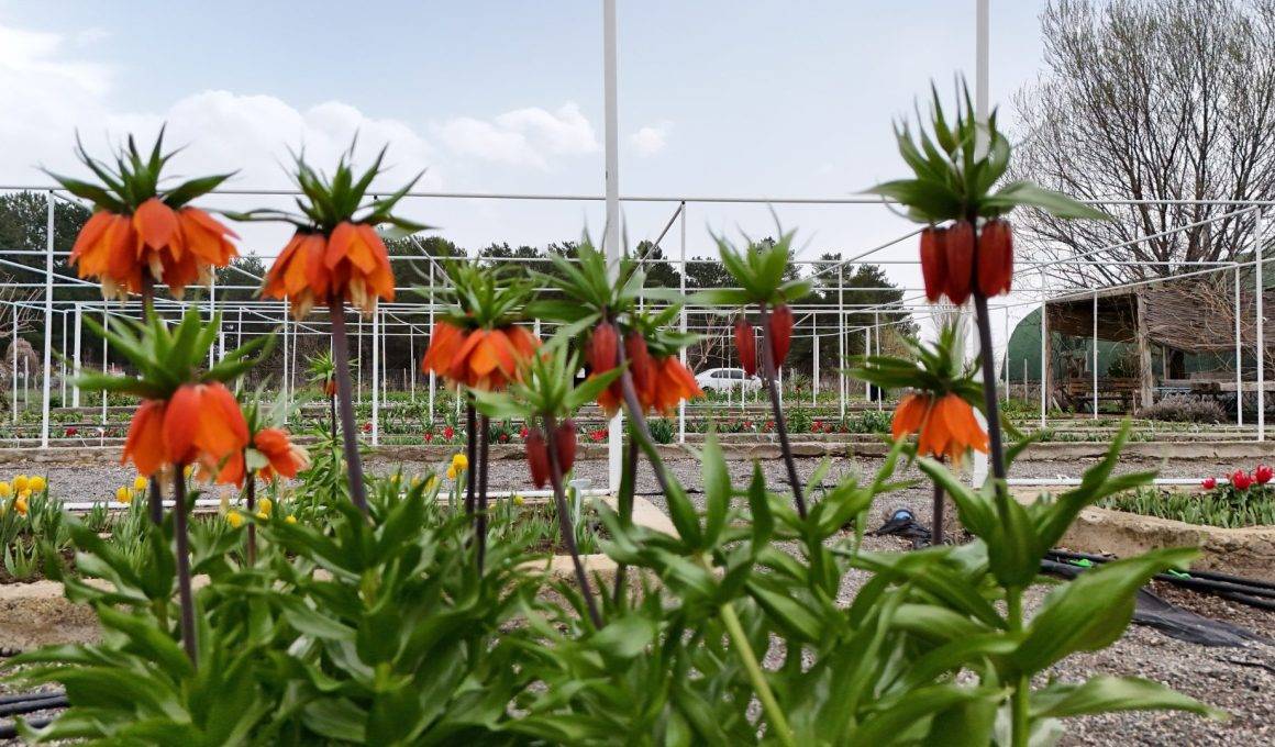 Türkiye'de tek! Erzincan'daki merkezde 38 ters lale türü tek noktada