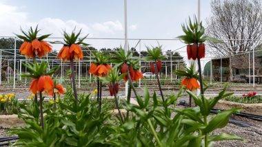 Türkiye'de tek! Erzincan'daki merkezde 38 ters lale türü tek noktada