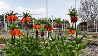 Türkiye'de tek! Erzincan'daki merkezde 38 ters lale türü tek noktada