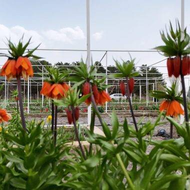 Türkiye'de tek! Erzincan'daki merkezde 38 ters lale türü tek noktada