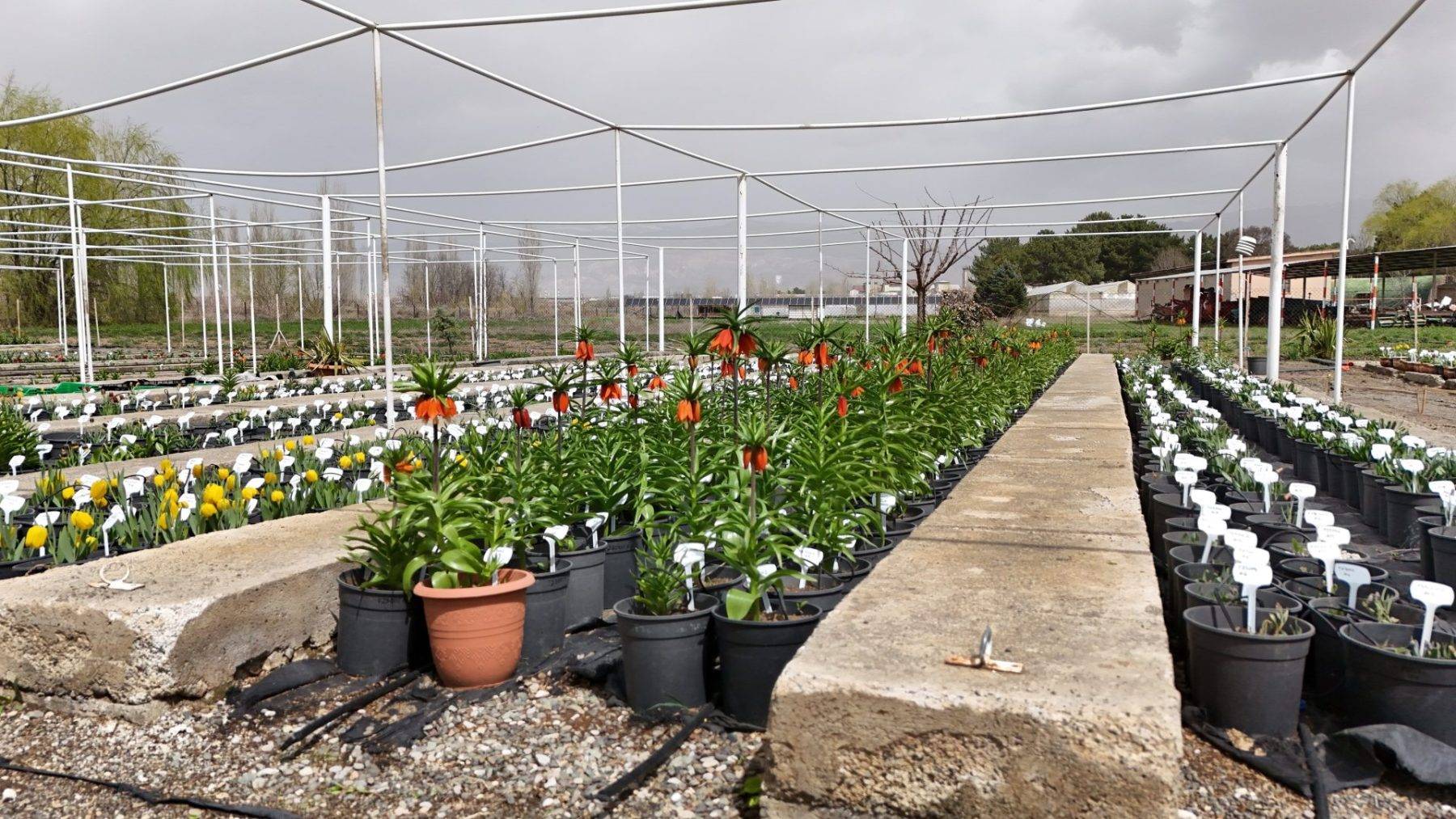 Türkiye'de tek! Erzincan'daki merkezde 38 ters lale türü tek noktada