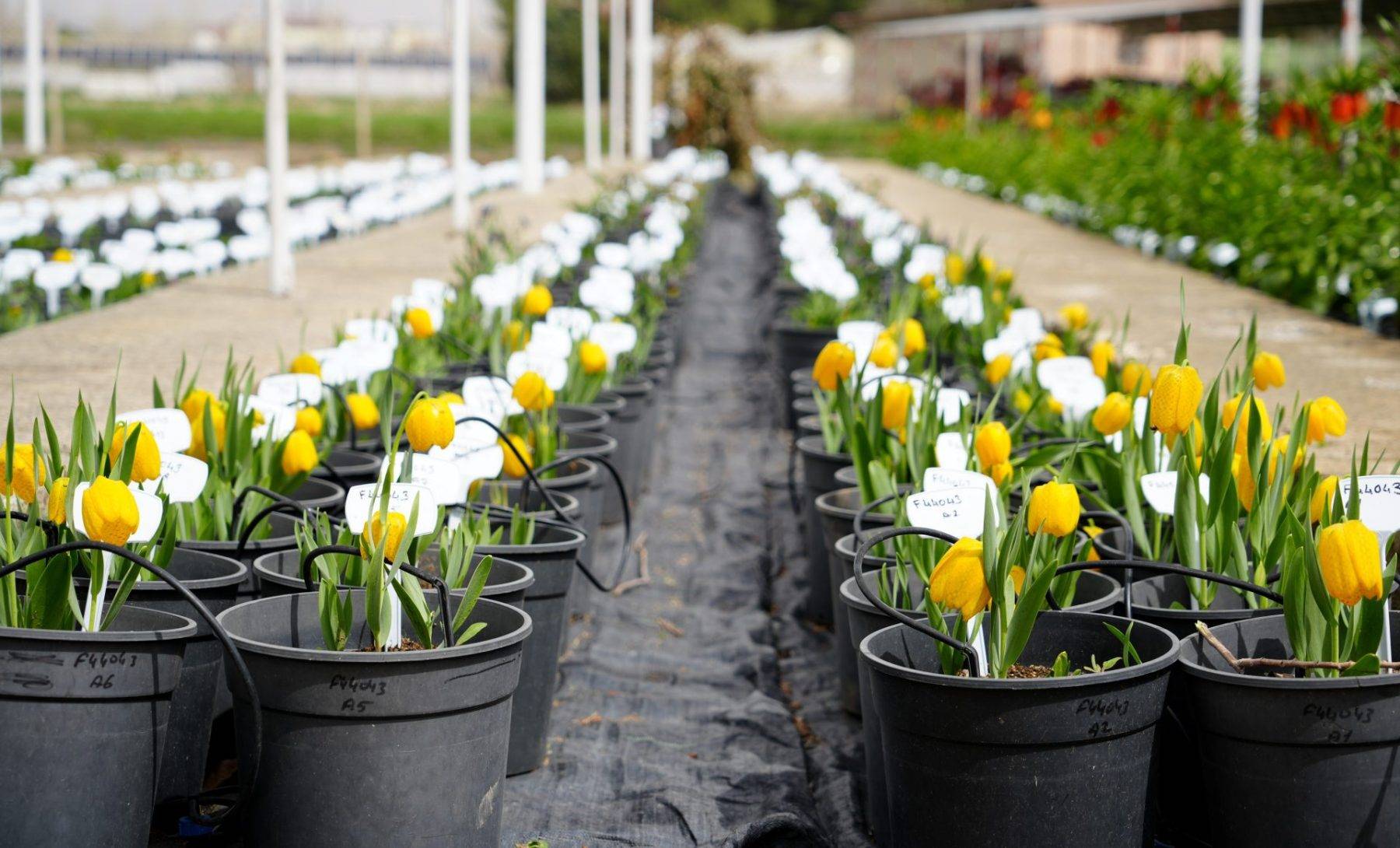 Türkiye'de tek! Erzincan'daki merkezde 38 ters lale türü tek noktada