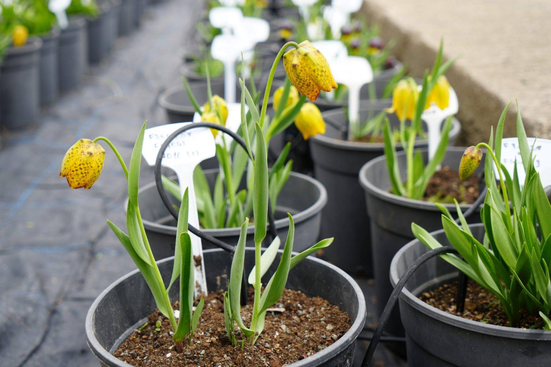Türkiye'de tek! Erzincan'daki merkezde 38 ters lale türü tek noktada