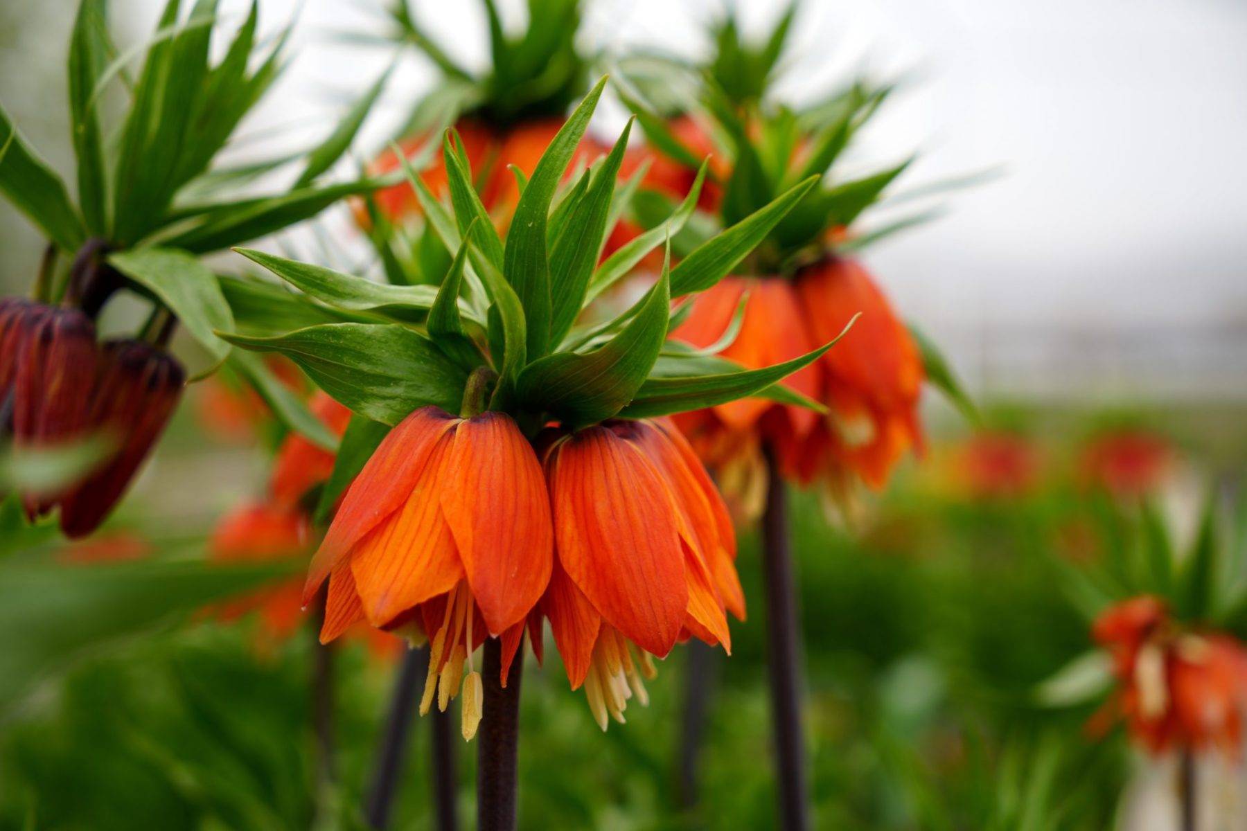 Türkiye'de tek! Erzincan'daki merkezde 38 ters lale türü tek noktada