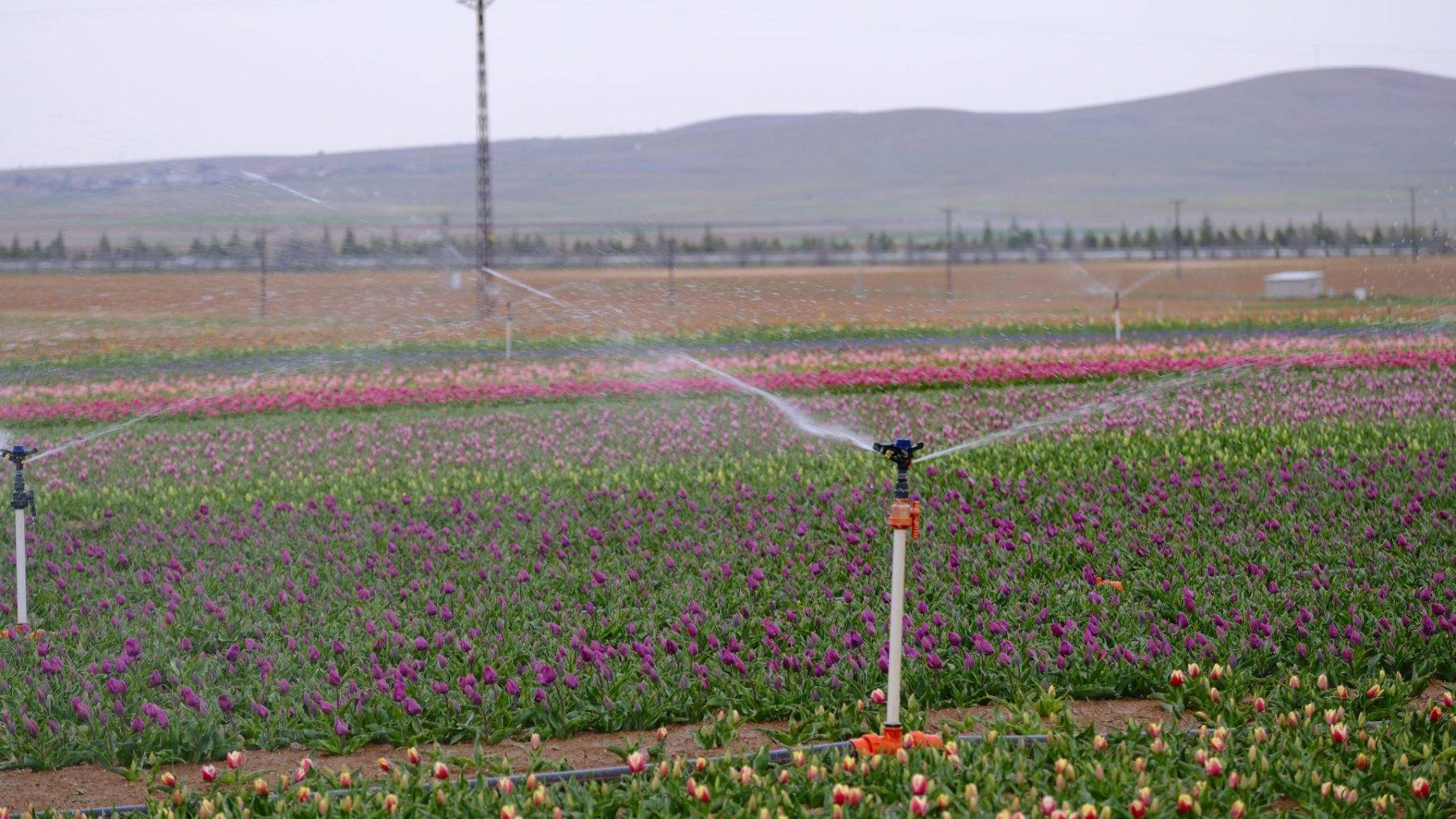 Fotoğraf tutkunlarının rüyası: Lale tarlaları Karaman'ı süslüyor
